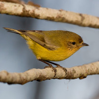 Yellow Thornbill
